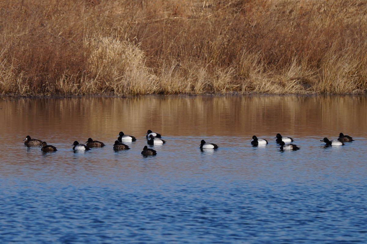 Lesser Scaup - Dennis Mersky