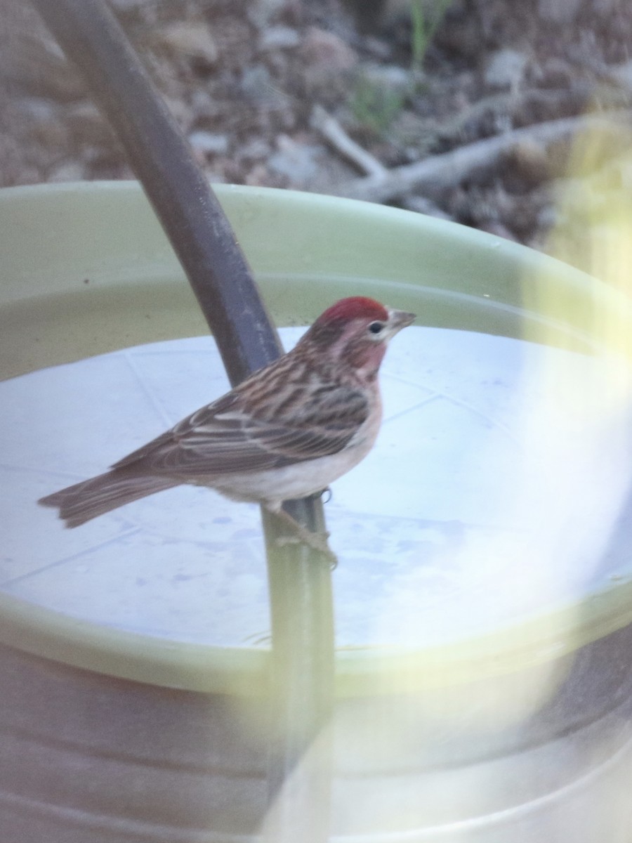 Cassin's Finch - ML145463121