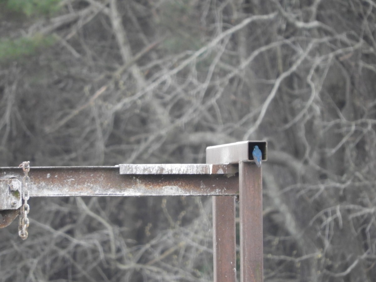 Tree Swallow - ML145464031