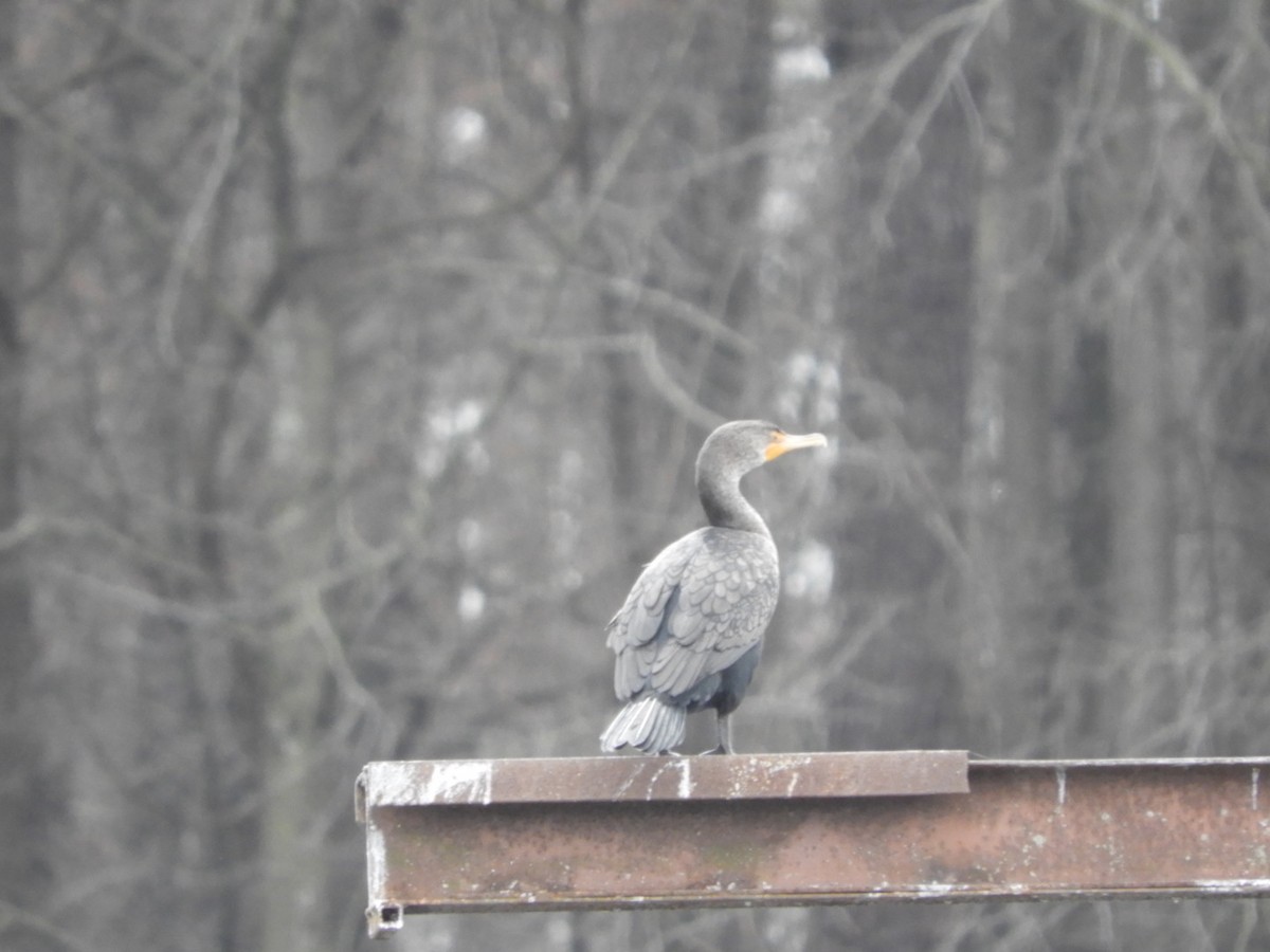 Double-crested Cormorant - ML145464051