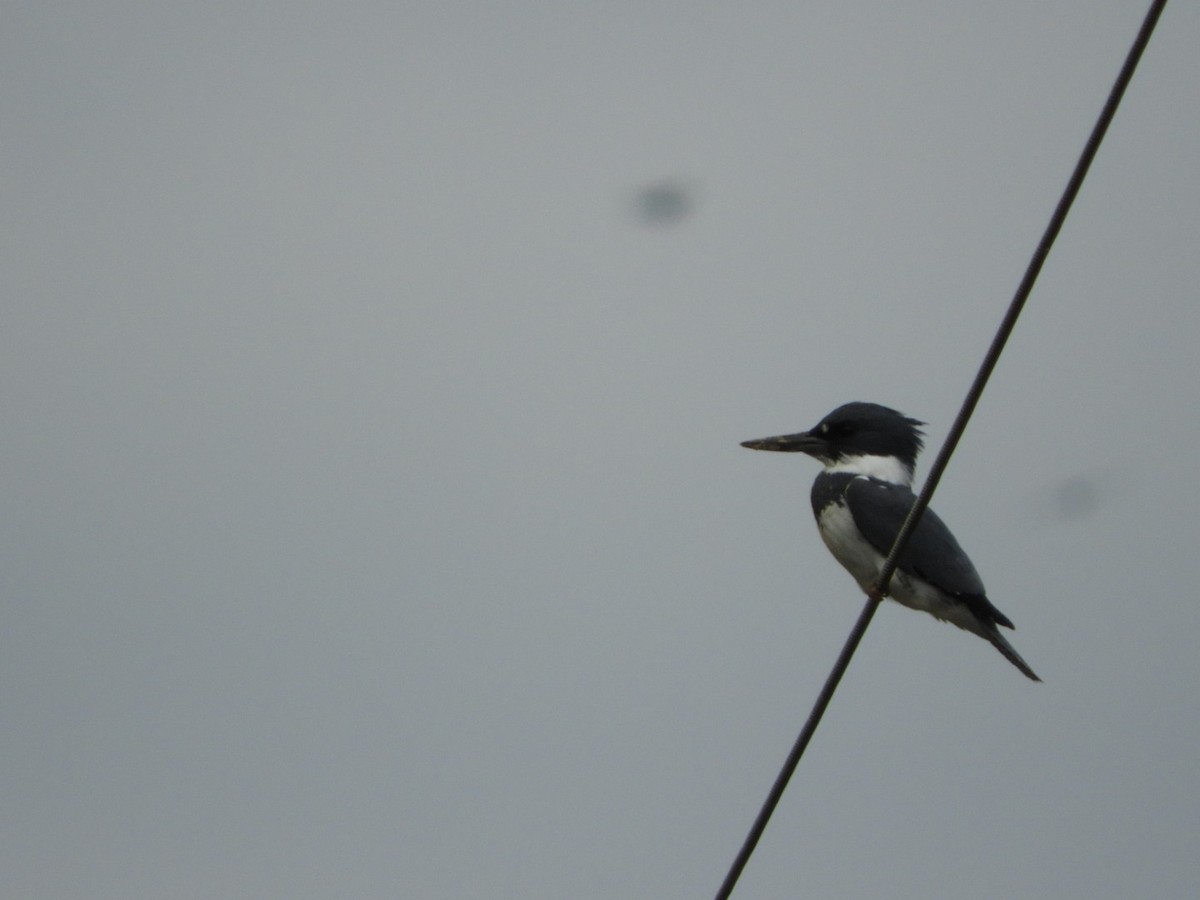 Belted Kingfisher - ML145464441