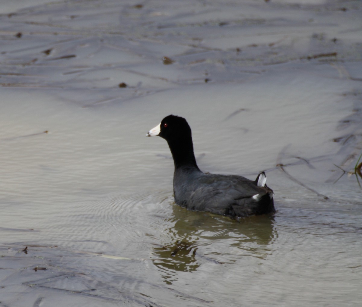 American Coot - ML145465511