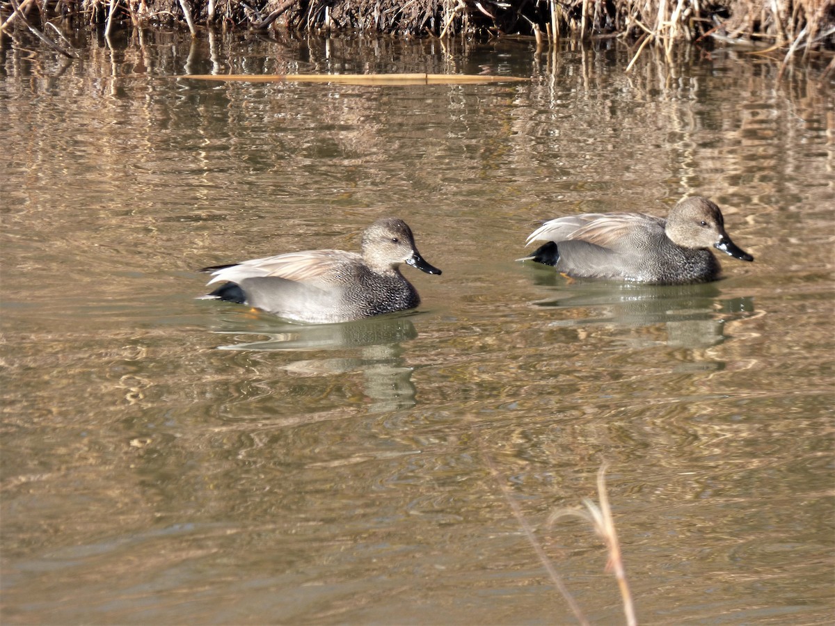 Gadwall - ML145465711