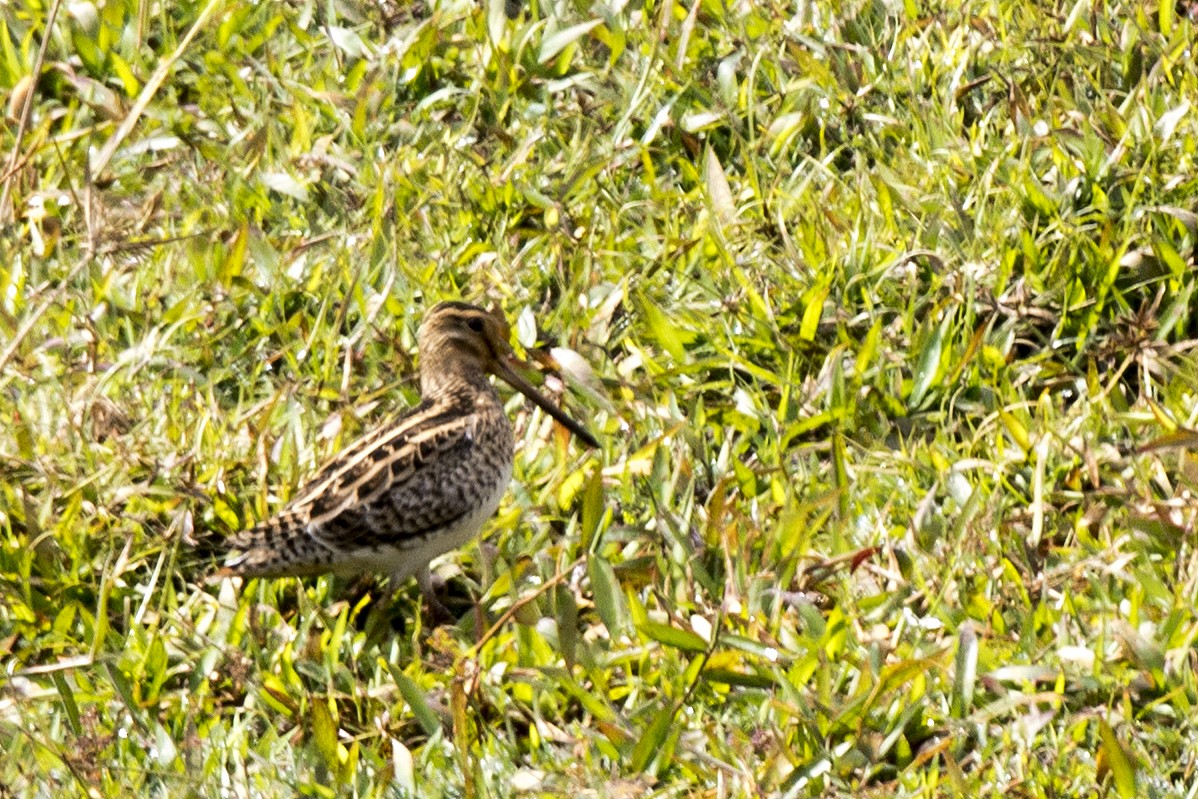 Pin-tailed Snipe - ML145467491