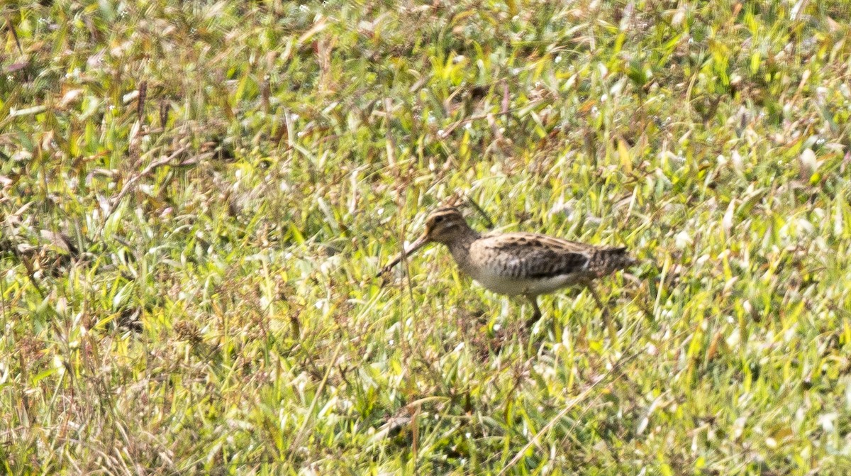 Pin-tailed Snipe - ML145467501