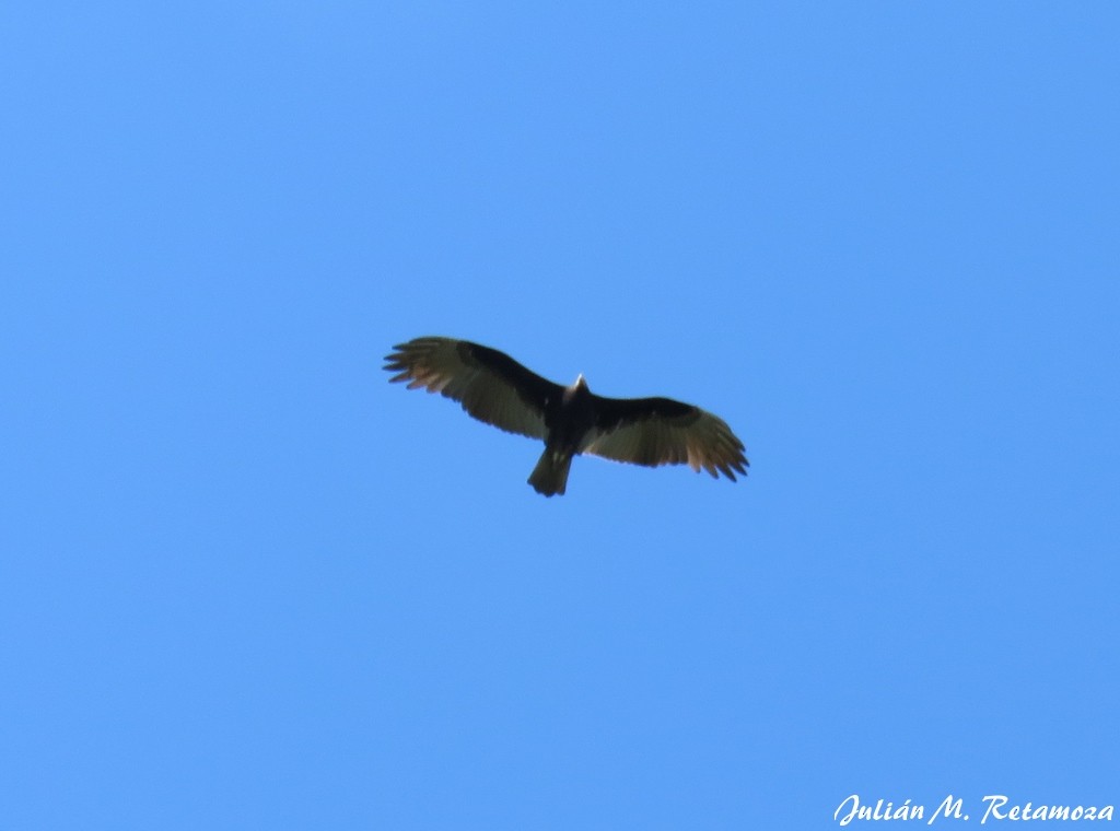 Lesser Yellow-headed Vulture - ML145467601