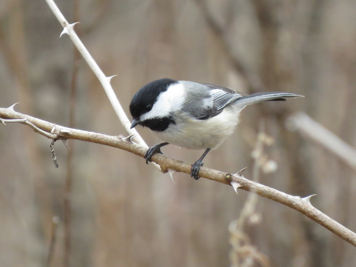 Black-capped Chickadee - Patricia and Richard Williams