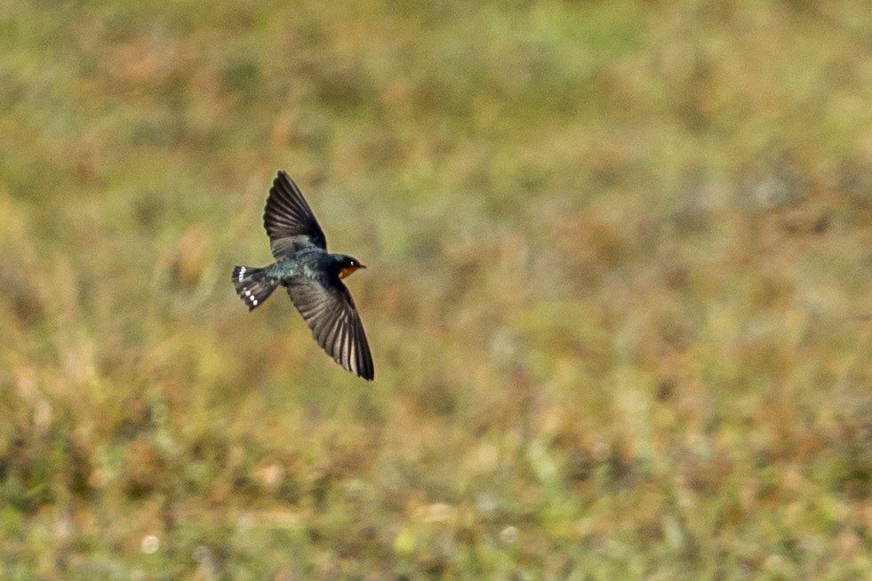 Hill Swallow - ML145469431