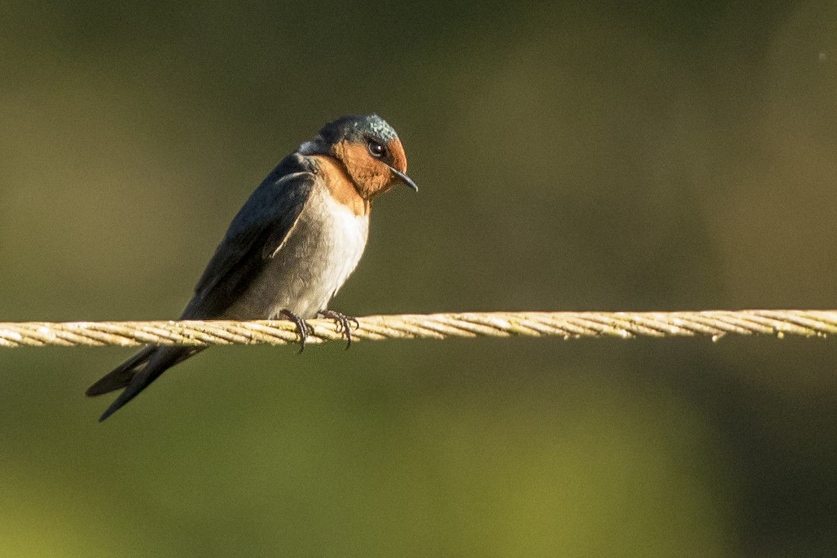 Hill Swallow - ML145469451