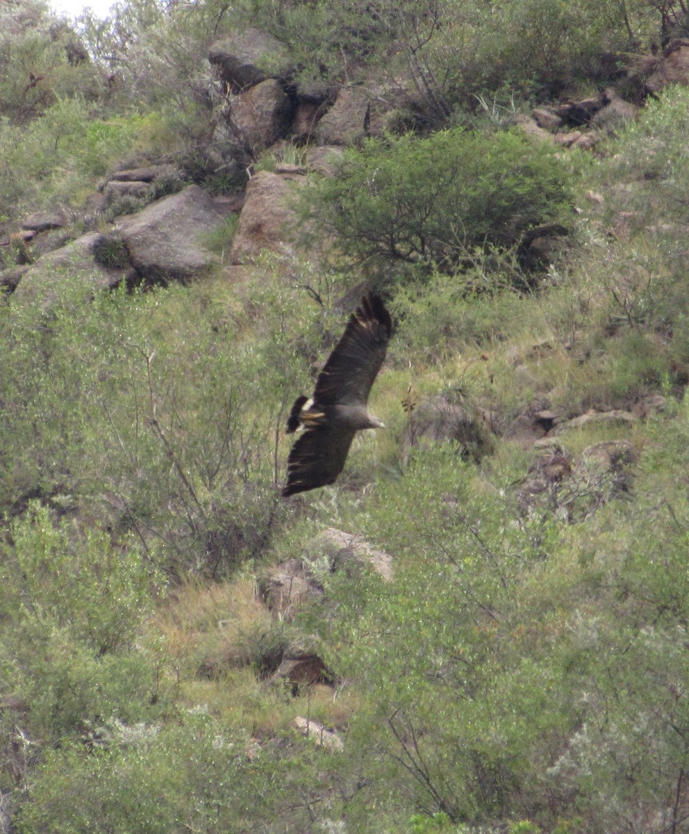 Chaco Eagle - samuel olivieri bornand