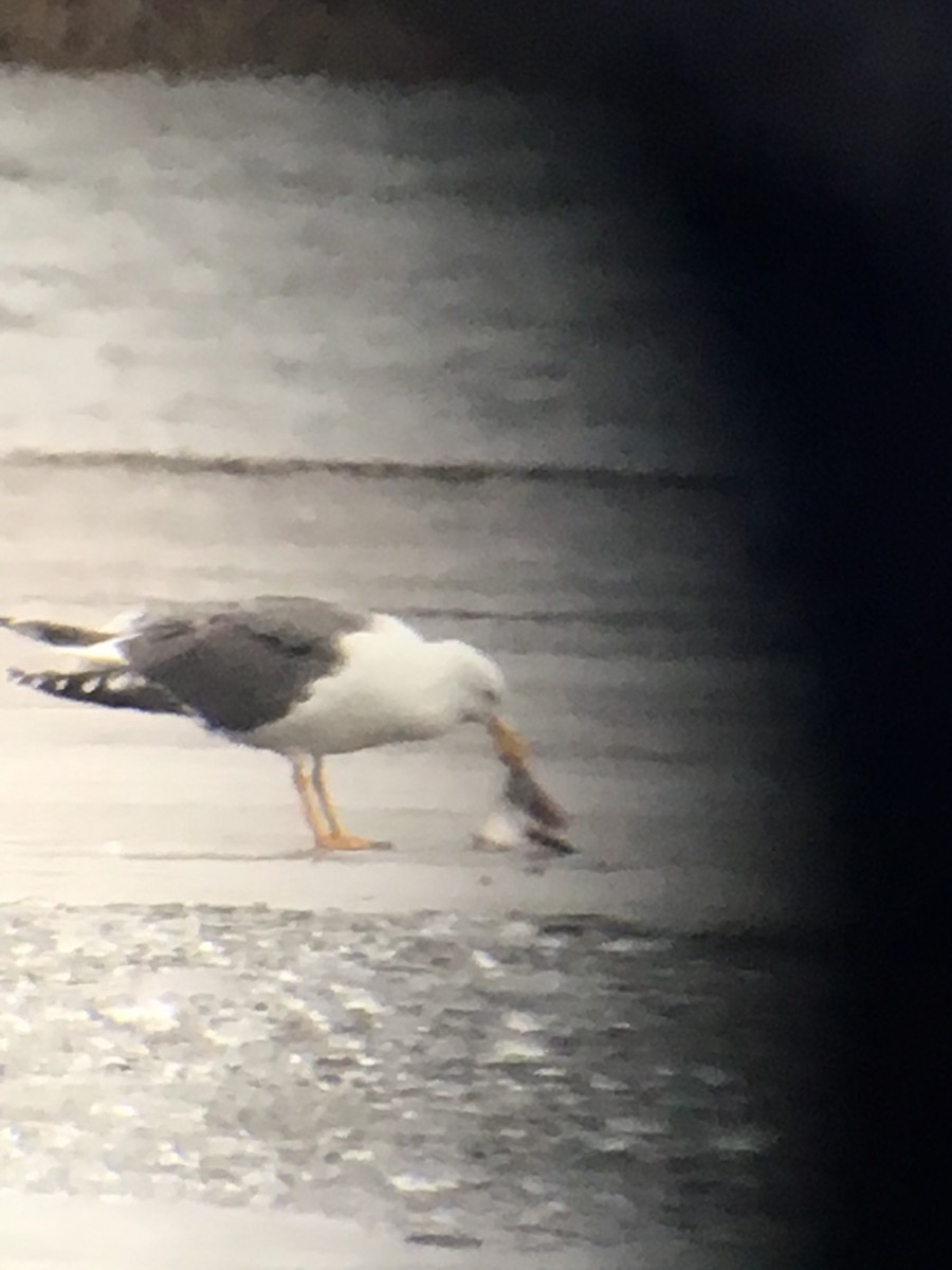 Lesser Black-backed Gull - ML145470851