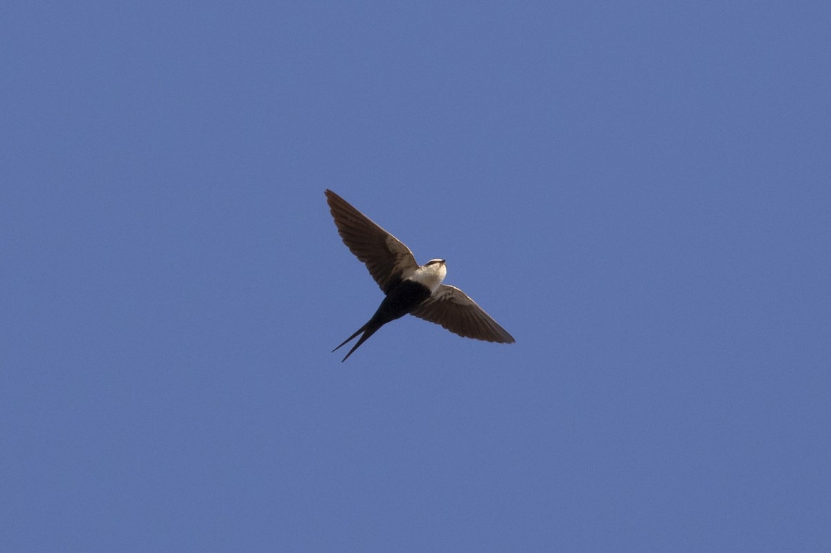 White-backed Swallow - ML145471861