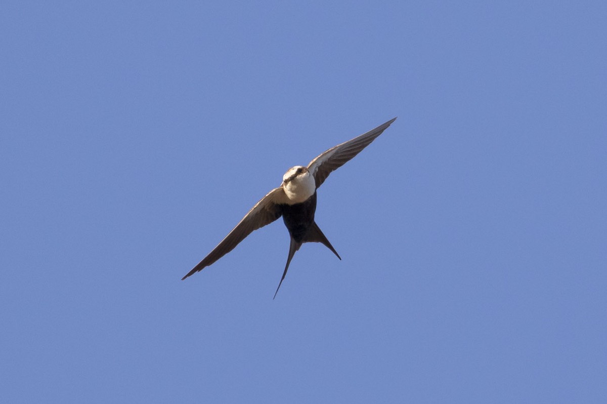 White-backed Swallow - ML145472151