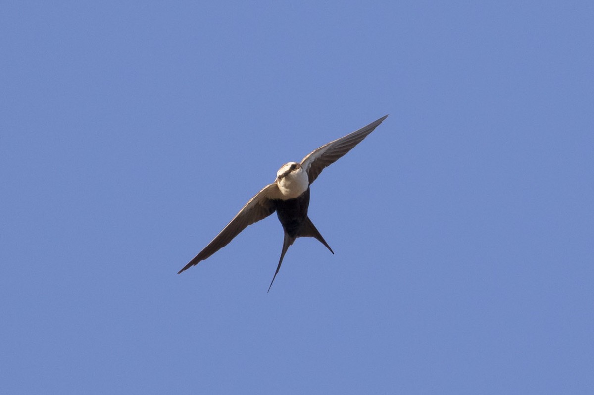 Golondrina Dorsiblanca - ML145472151