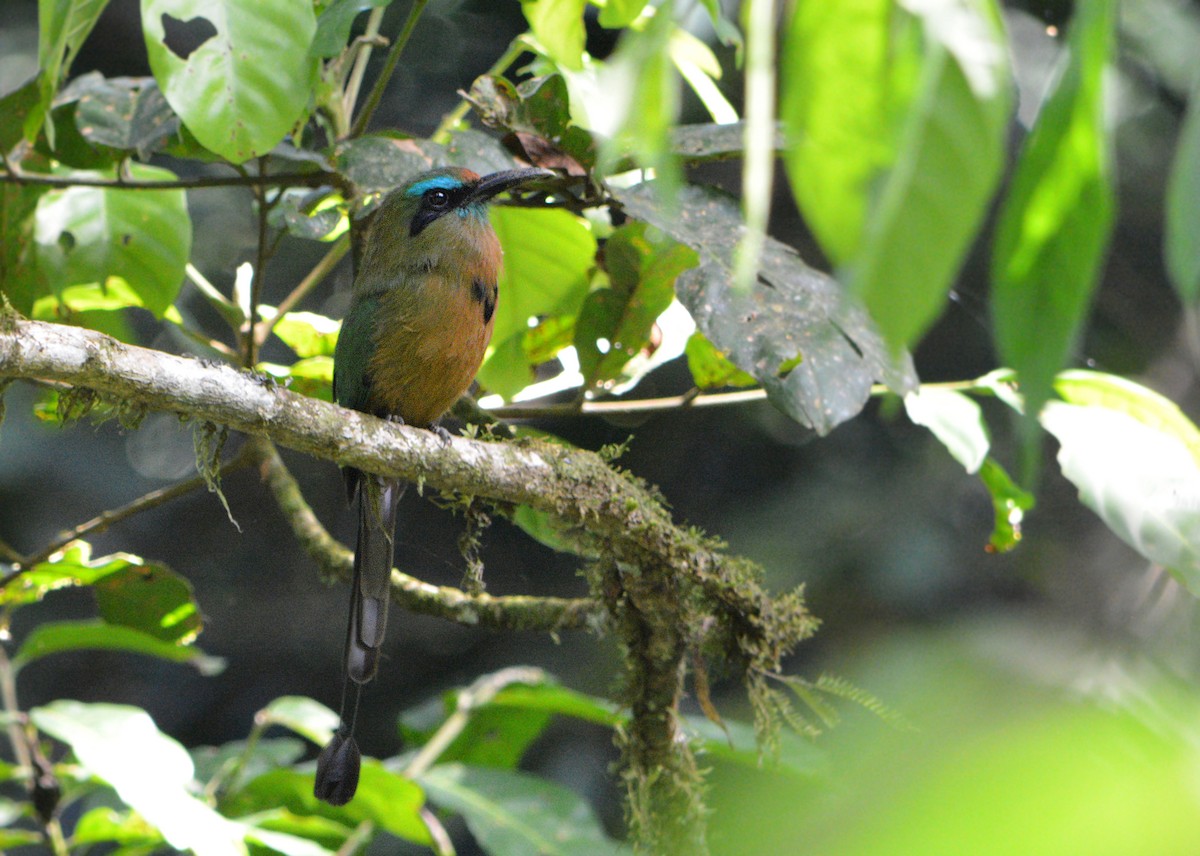 Keel-billed Motmot - ML145473931