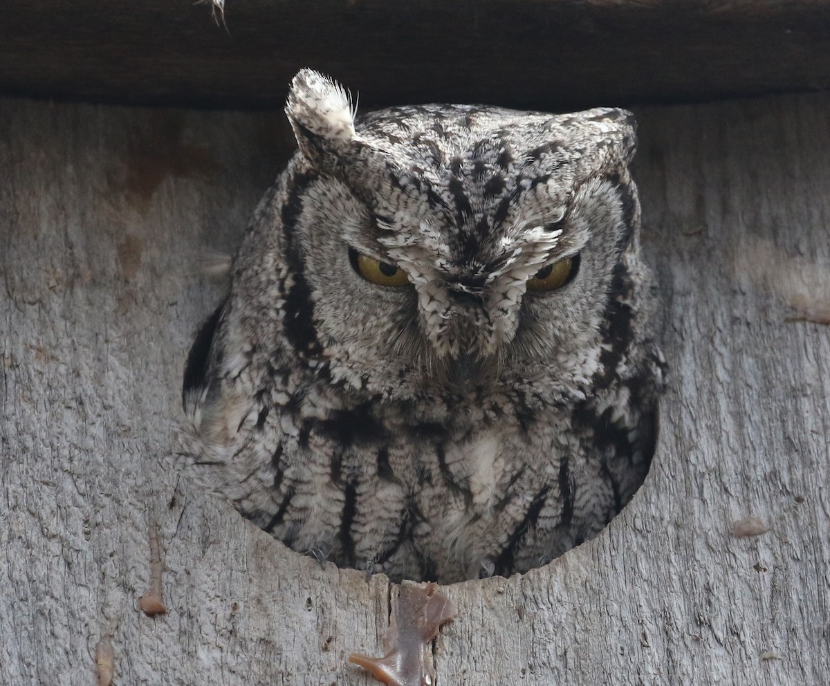 Western Screech-Owl - Carol Ortenzio