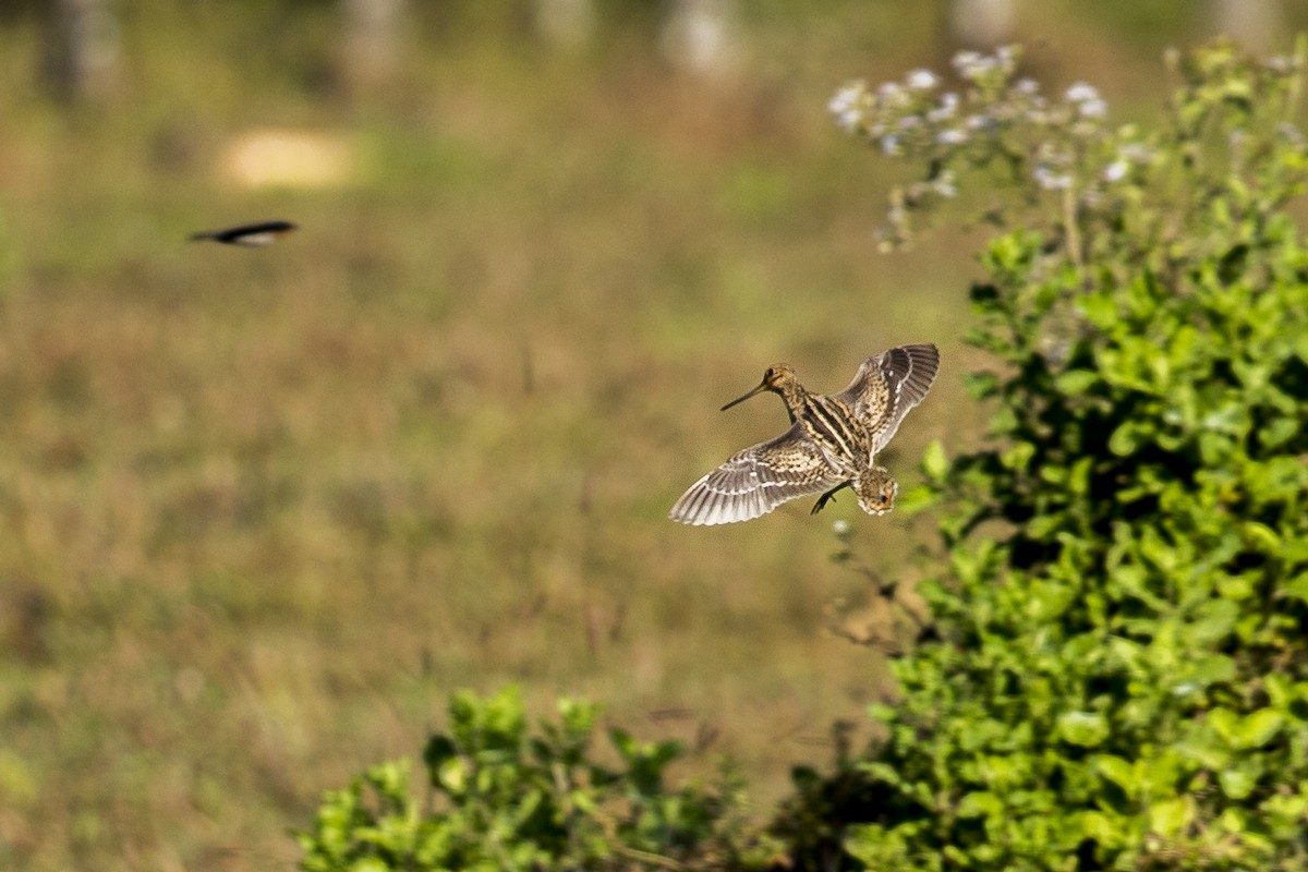 Pin-tailed Snipe - ML145475311