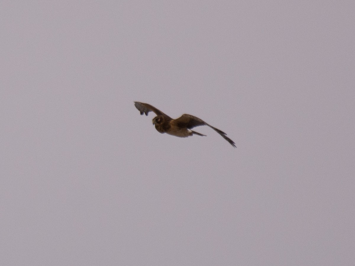 Northern Harrier - Sebastian Jones