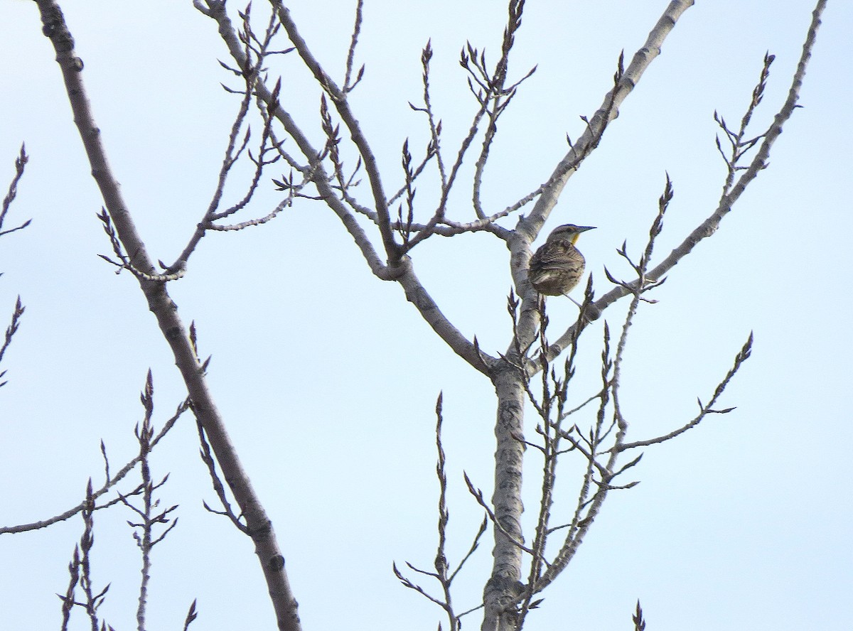 Eastern Meadowlark - ML145476811