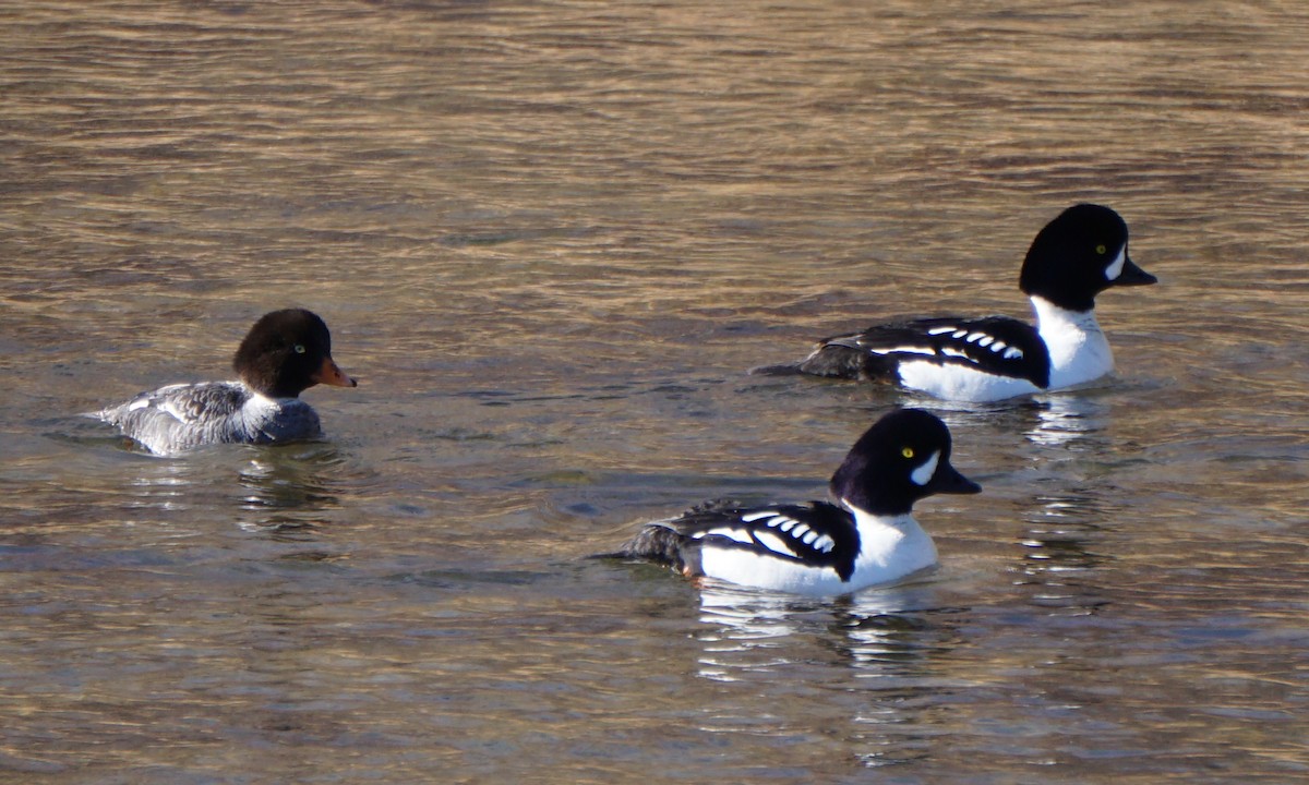 Barrow's Goldeneye - ML145476931