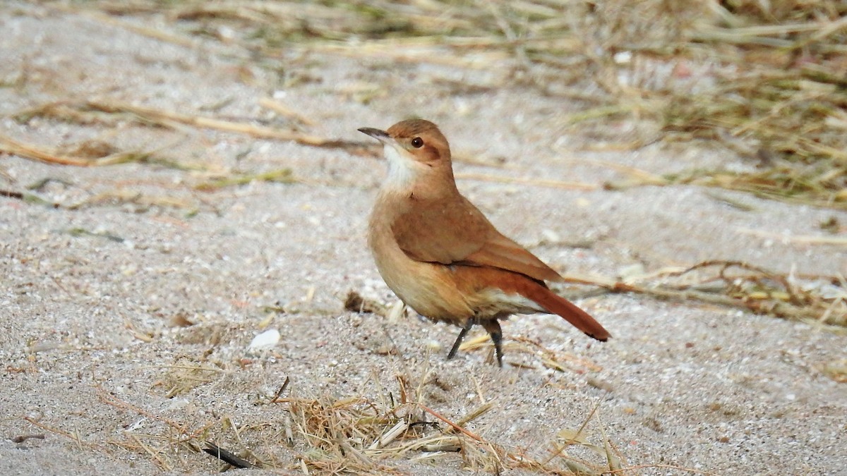 Rufous Hornero - ML145477821