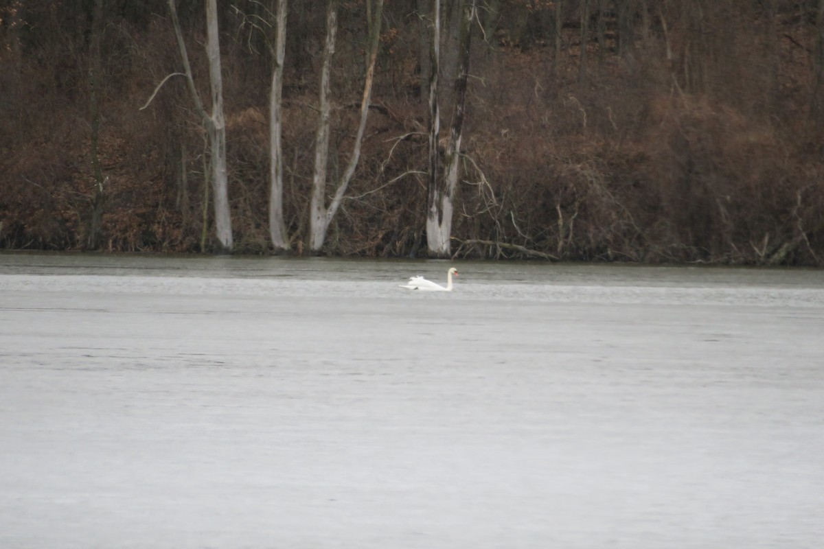 Mute Swan - Randolph Black