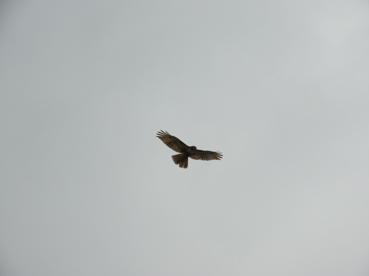 Red-tailed Hawk - ML145481451
