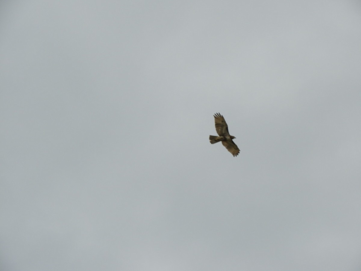 Red-tailed Hawk - ML145481481