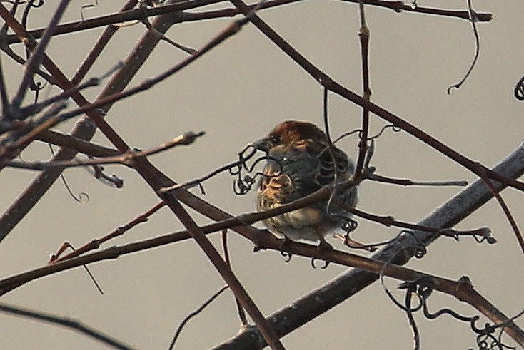 House Sparrow - ML145482601