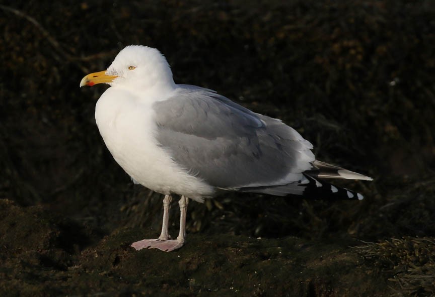 Herring Gull - Mark Dennis