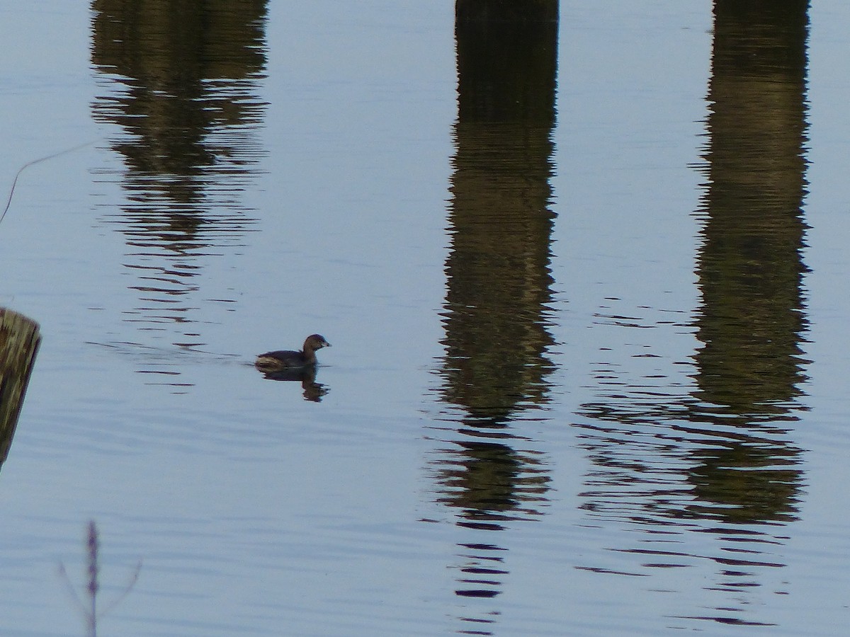 Pied-billed Grebe - ML145483541