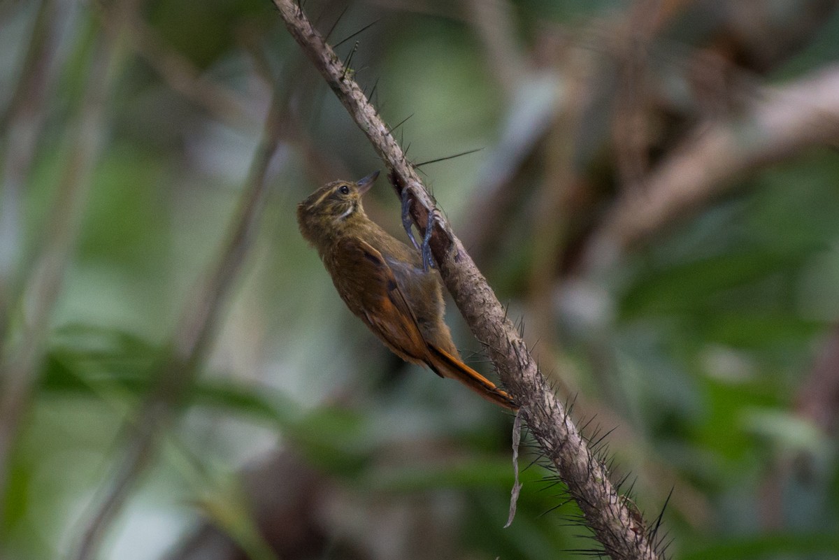 Northern Plain-Xenops - ML145485251