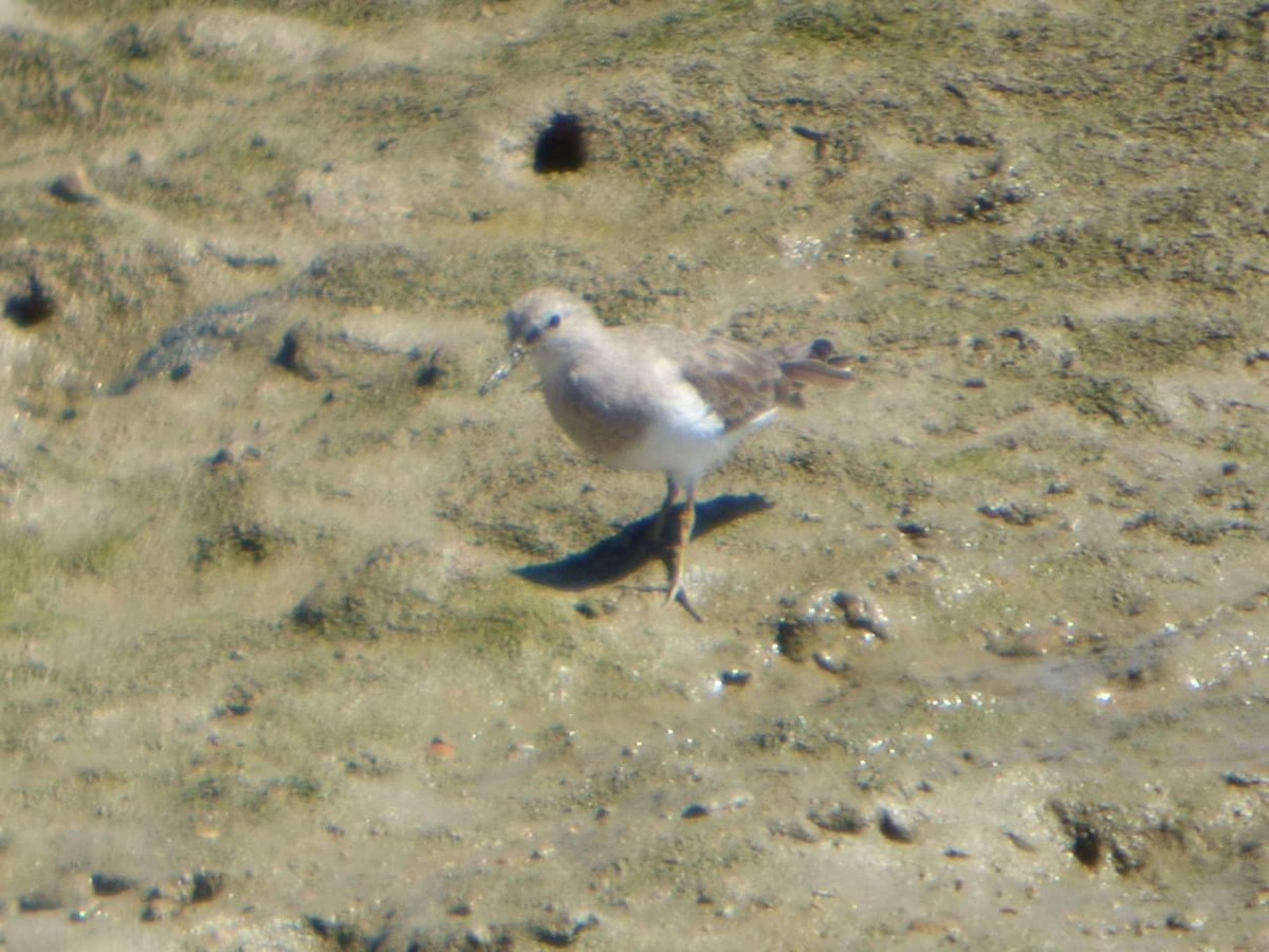 Temminck's Stint - Lars Gonçalves