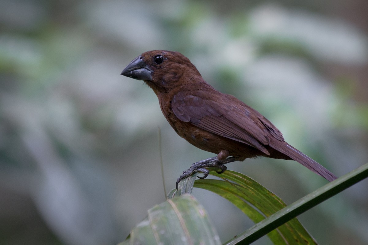 Blue-black Grosbeak - ML145485491