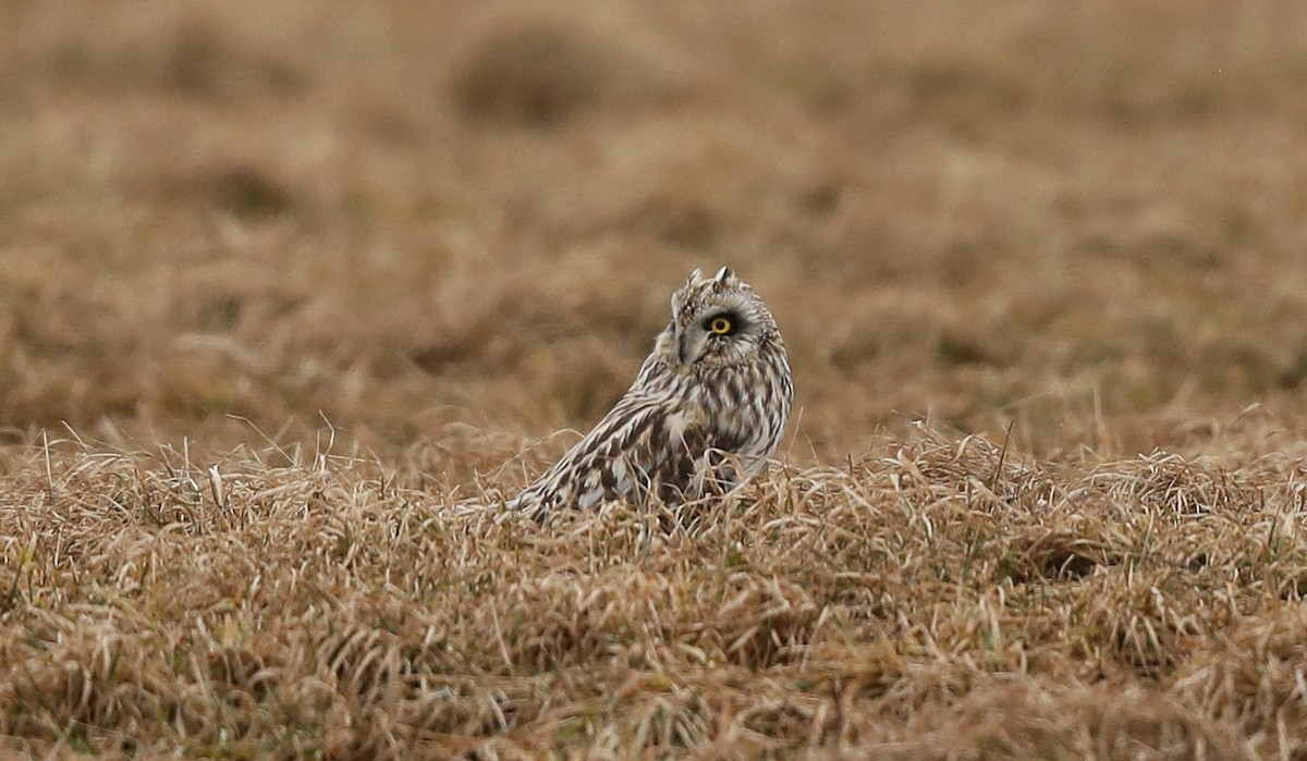 Short-eared Owl - ML145485601