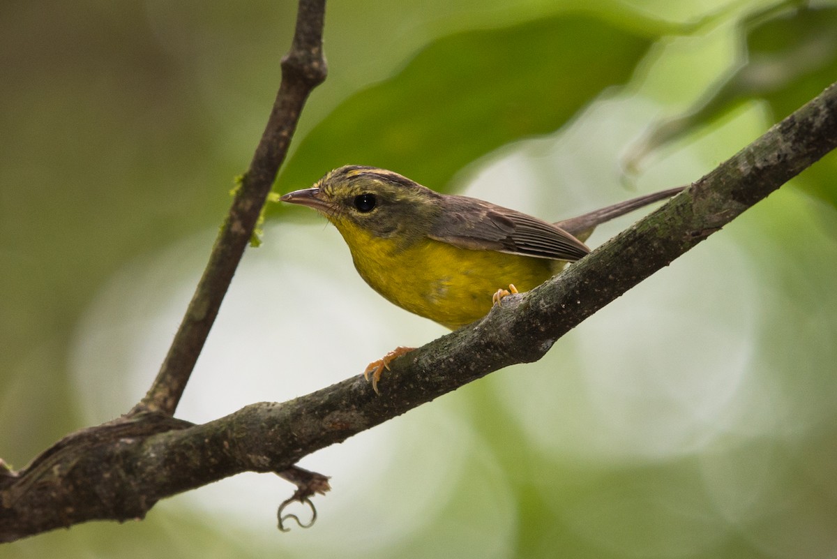 Golden-crowned Warbler - Apolinar Basora