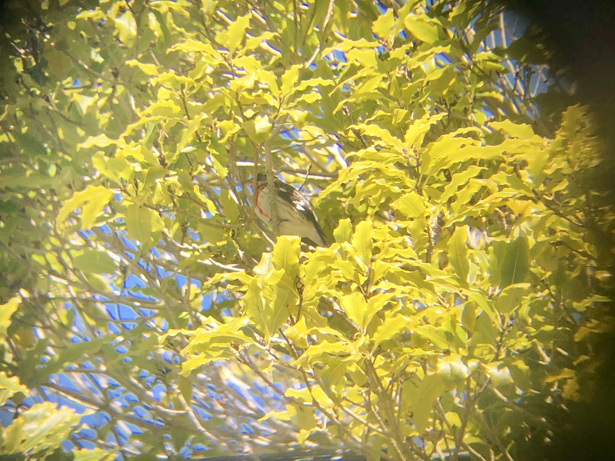 Rose-breasted Grosbeak - ML145486811