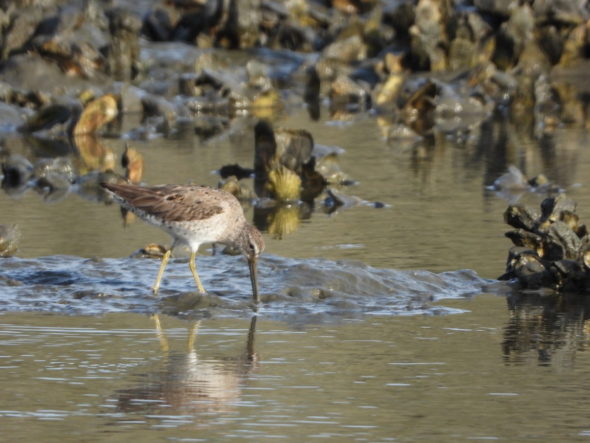 Short-billed Dowitcher - Brett Moyer_