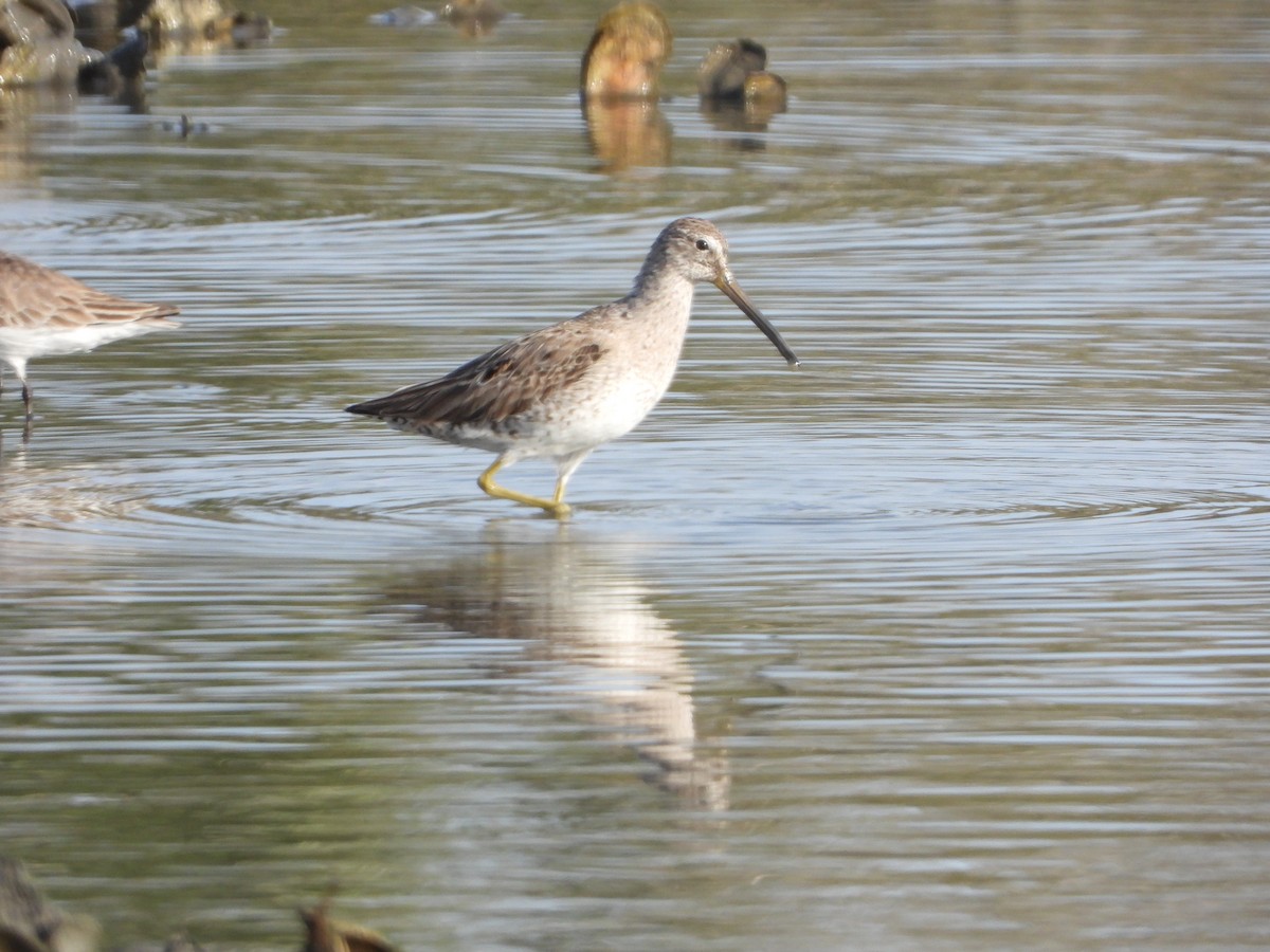 kortnebbekkasinsnipe - ML145486861