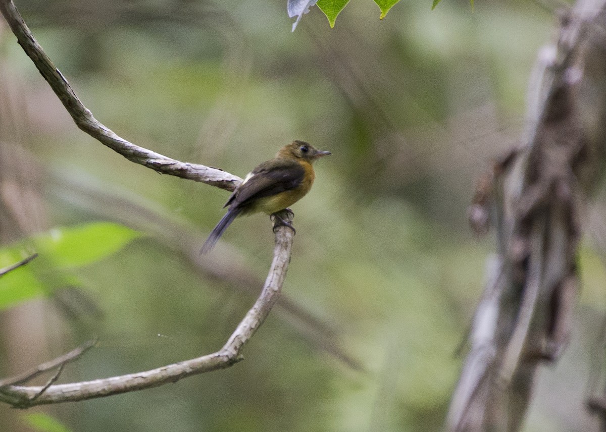 Sulphur-rumped Flycatcher - Apolinar Basora