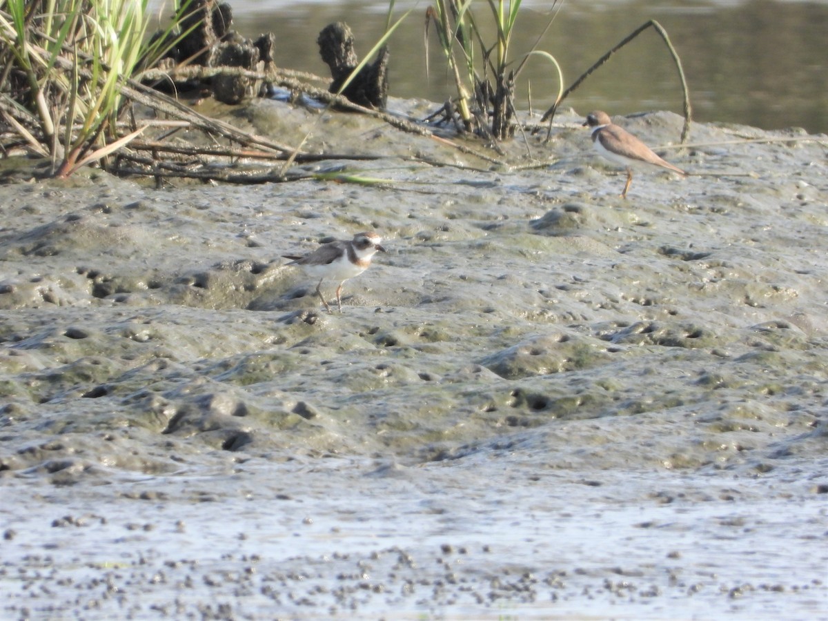 Semipalmated Plover - Brett Moyer_