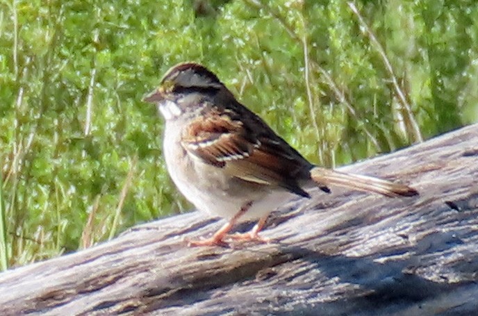White-throated Sparrow - ML145491691