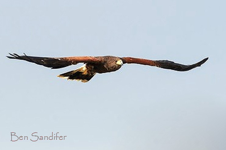 Harris's Hawk - ML145493141