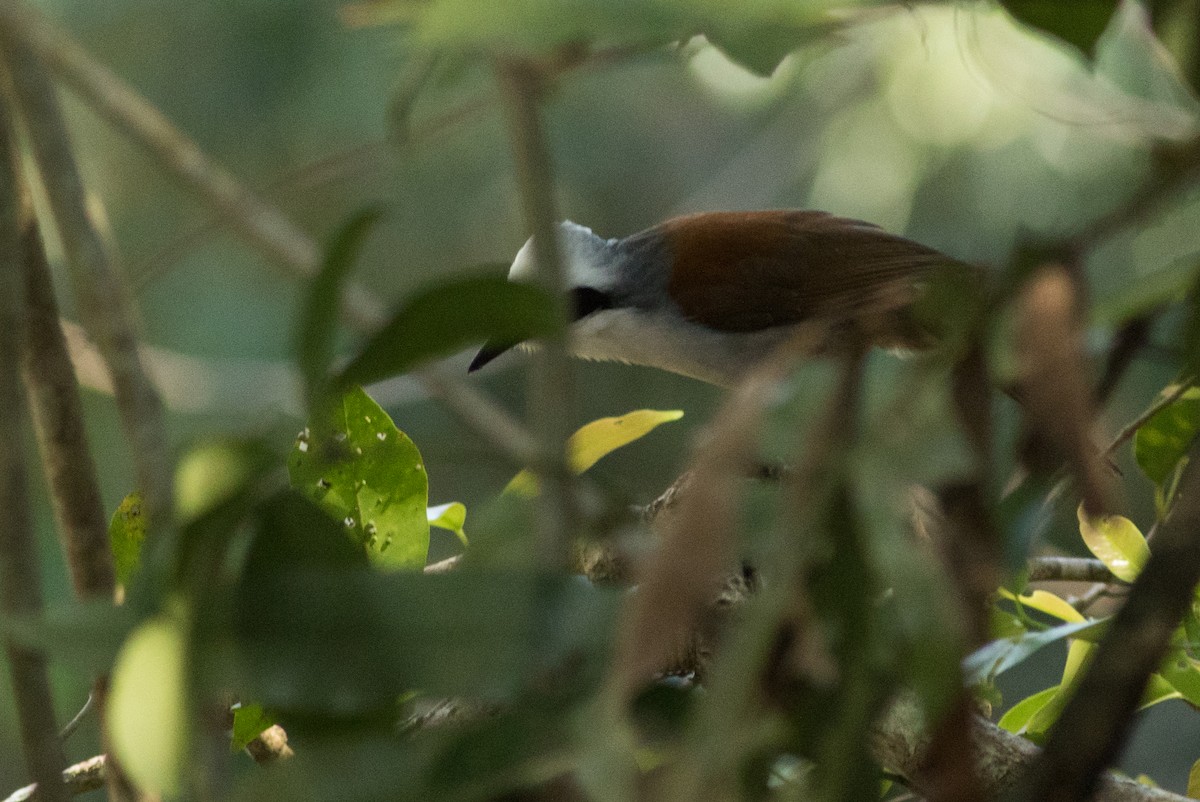 White-crested Laughingthrush - ML145493771