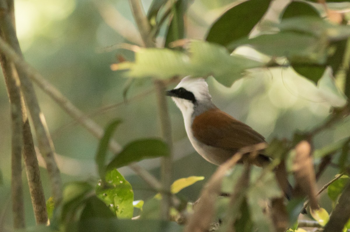 White-crested Laughingthrush - ML145493801