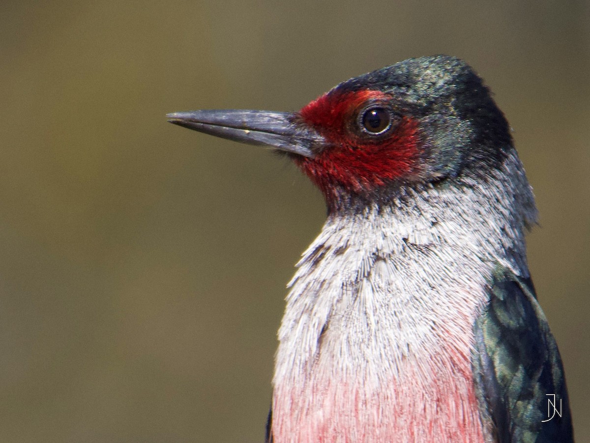 Lewis's Woodpecker - ML145494561