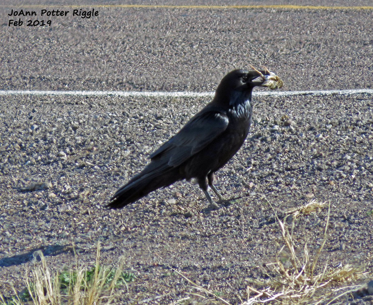 Common Raven - ML145495591