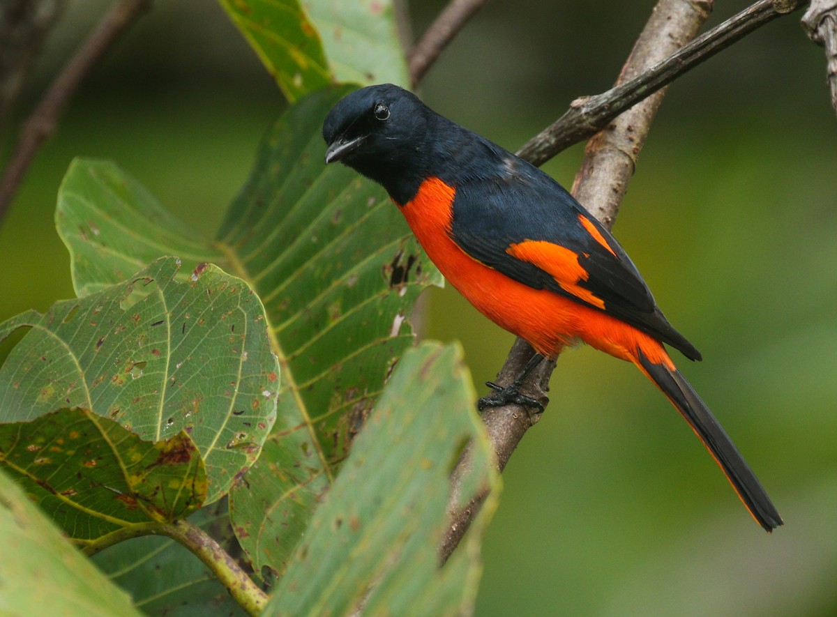 Fiery Minivet - Alex Berryman