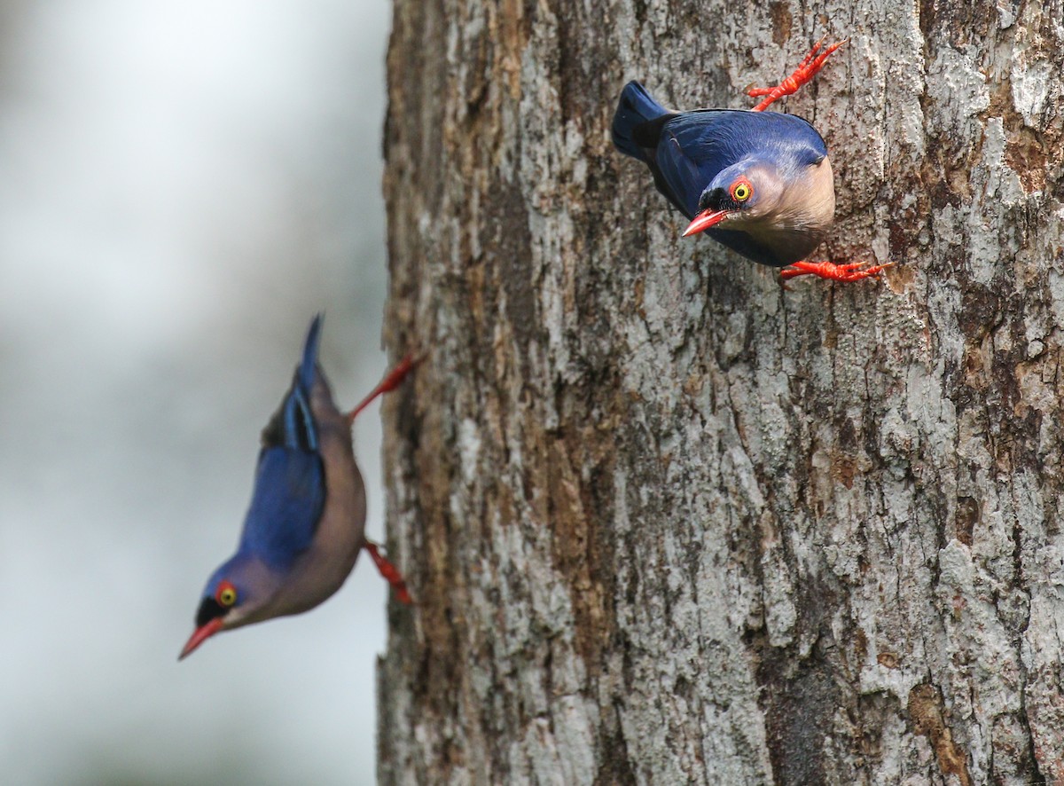 Velvet-fronted Nuthatch - ML145496281