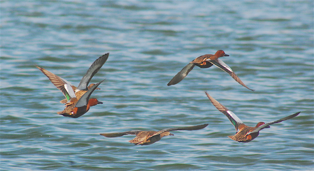 Cinnamon Teal - ML145496361